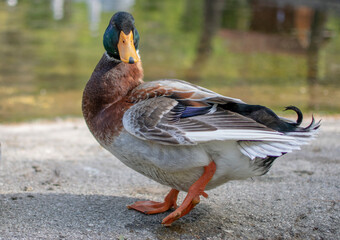 duck in the park