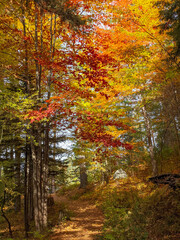 autumn in the forest