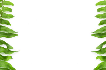 Fern leaves on a white background. With copy Space.