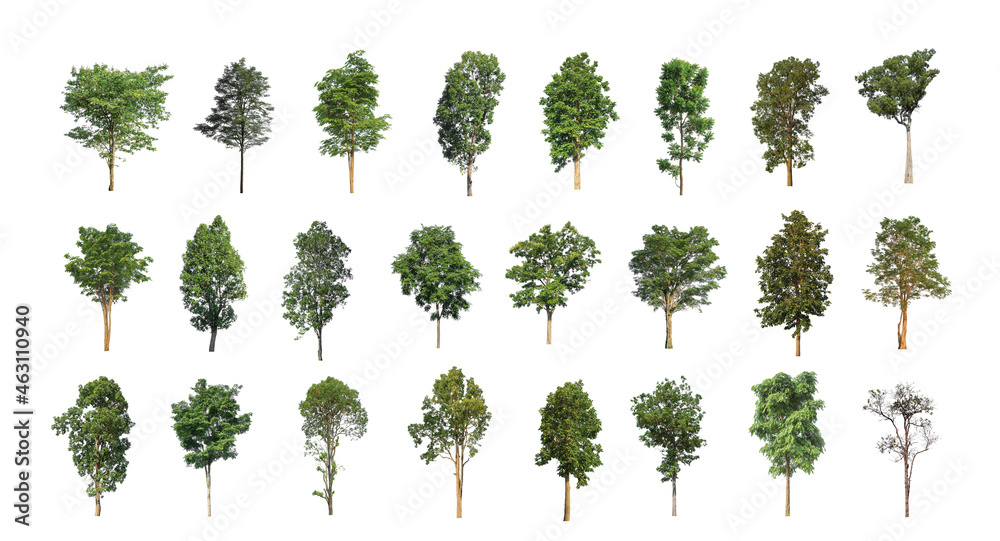 Wall mural set of isolated trees on white background , the collection of trees