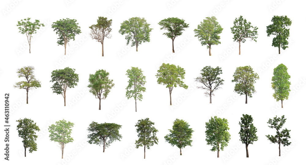 Poster set of isolated trees on white background , the collection of trees