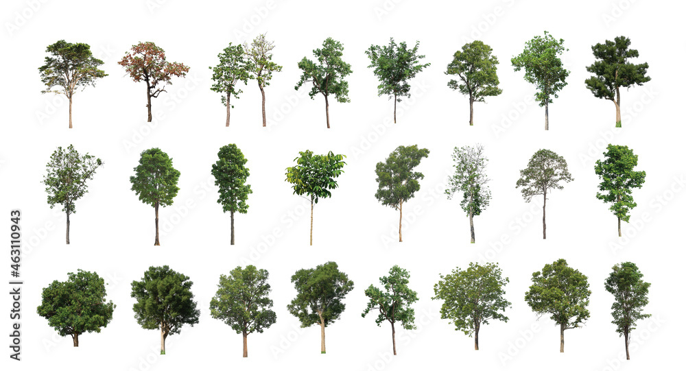 Wall mural set of isolated trees on white background , the collection of trees