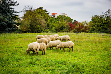 Obraz premium La petite transhumance du Grand-Lyon