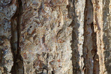 Tree bark. Wood moss. Abstract background. Macro.