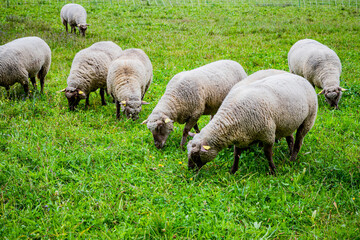 La petite transhumance du Grand-Lyon