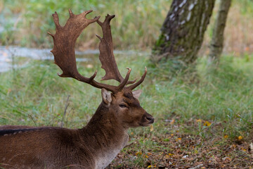 Naklejka na ściany i meble closeup head deer in the wild nature in the netherlands