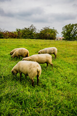 La petite transhumance du Grand-Lyon