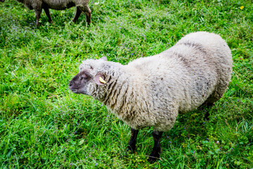 La petite transhumance du Grand-Lyon
