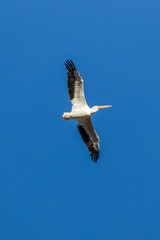 pelican in flight