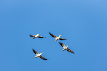pelican birds in flight