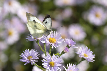 Nature photography of a cabbage white butterfly on lilac aster - Stockphoto