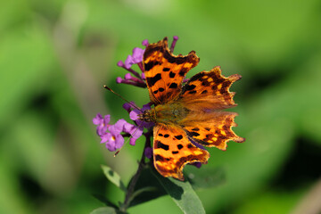 Fototapeta na wymiar Comma butterfly polygonia c-album on pink flower and green background - Stockphoto