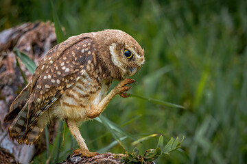 A small owl cleaning its claws while waits for the sunrise