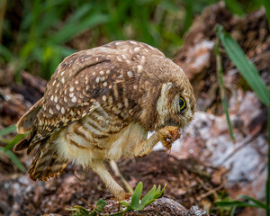 A small owl cleaning its claws while waits for the sunrise