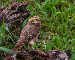 A little owl longing for the sunrise