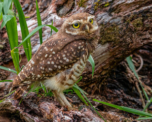 A little owl longing for the sunrise