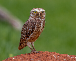 A young owl sitting on a mound of clay, waiting for the sunrise