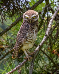 A little owl longing for the sunrise