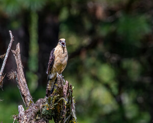 A small bird of prey watching the surroundings for food
