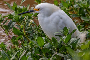 A snowy egret embushing fish on a riverbank