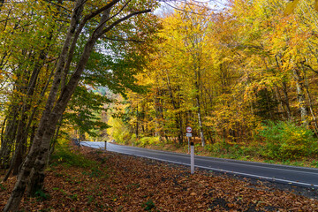 Asphalt road in the autumn forest.