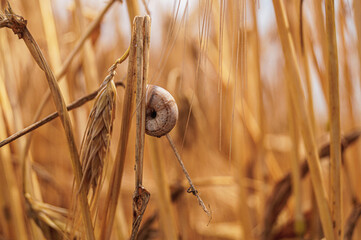little snail