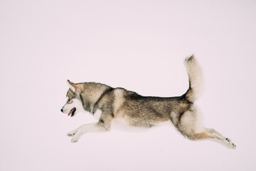 Young Husky Dog Play, Fast Funny Running Outdoor In Snow, Snowdrift. Pet Play In Winter Day