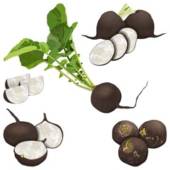 Set of black radishes for banners, flyers, posters, cards. Whole, half, and sliced black radish. Black radish with tops. Fresh organic vegetables. Vector illustration isolated on white background