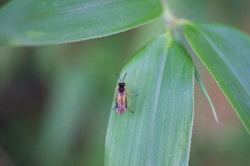 Sawfly on bamboo