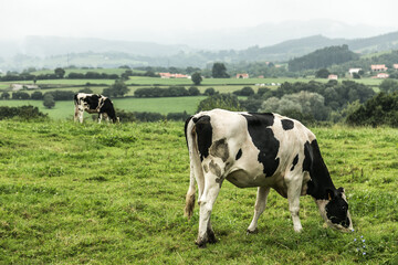 Cows grazing in the green meadows of northern Spain