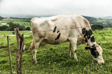 Cows grazing in the green meadows of northern Spain