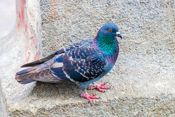 Pigeon bird sits on city building San José Costa Rica.