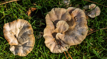 Fruits of the fields of Spain in autumn , wild mushrooms , quinces , strawberry trees , and acorn.