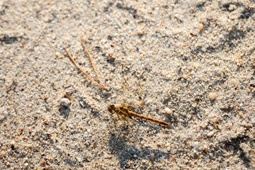 Nahaufnahme einer großen gelb braunen Prachtlibelle.