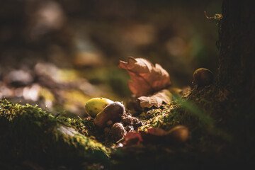 acorn on the moss in the autumn forest