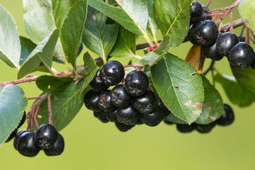Close-up of a dark, ripe Aronia berries, Sorbaronia mitschurinii in Estonian garden, Northern Europe. 