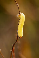 Die gelbe Raupe oder die Larve einer Blattwespe an einer Wiesenpflanze.
