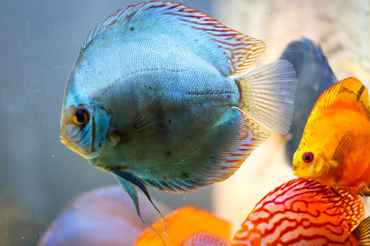 Blick auf Diskusfische, die im bepflanzten Aquarium schwimmen. Tropische Fische.
