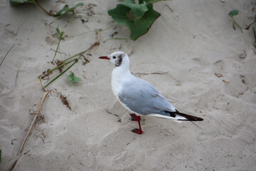 Lachmöwen, Möwe am Strand. Portrait einer Möwe.
