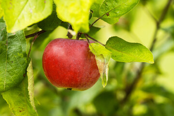 Ripening, organic reddish apple in Estonian orchard during late summer.