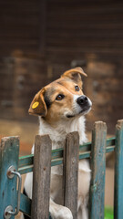 Dog in shelter waiting for adoption. Dog in animal shelter
