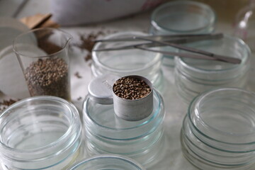 Laboratory experiments with hemp sativa