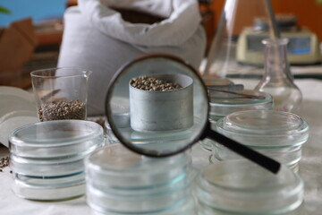 Laboratory experiments with hemp sativa