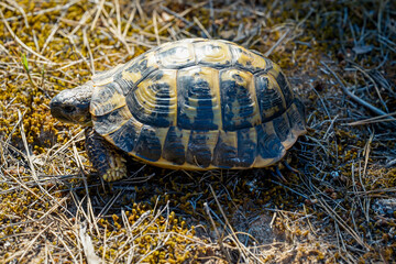 Portrait einer griechischen Landschildkröte mit ihren wunderschönen Gelb Schwarzen Panzer.