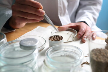 Laboratory experiments with hemp sativa