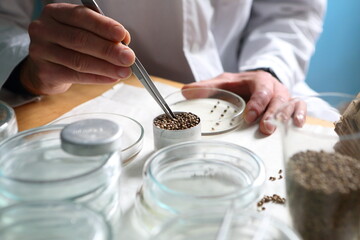 Laboratory experiments with hemp sativa