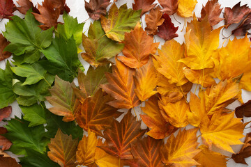 Autumn background with maple leaves in three colors, green, red and yellow, the transition from summer to fall, the change of natural seasons