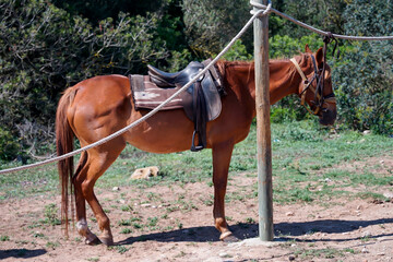 Portrait eines Pferd, eines Reitpferd mit Sattel in der freien Natur.