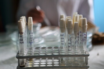 Scientist in the laboratory conducting experiments with hemp sativa
