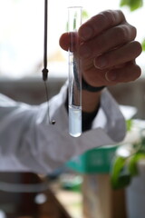 Sowing for phytopathogens. Hemp sativa laboratory research